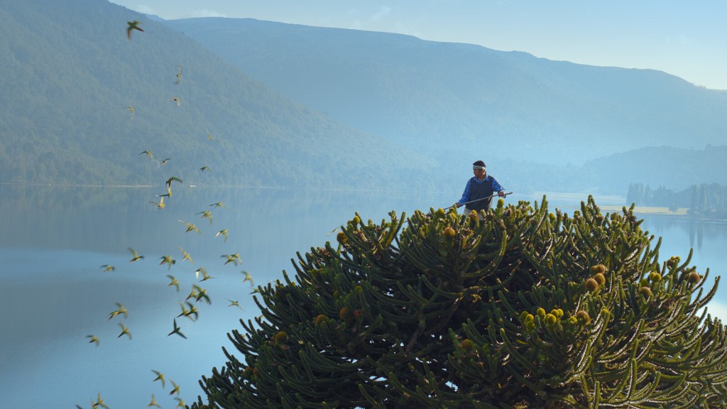 The Evergreen Tree That Outlasted The Dinosaurs Is Now Endangered