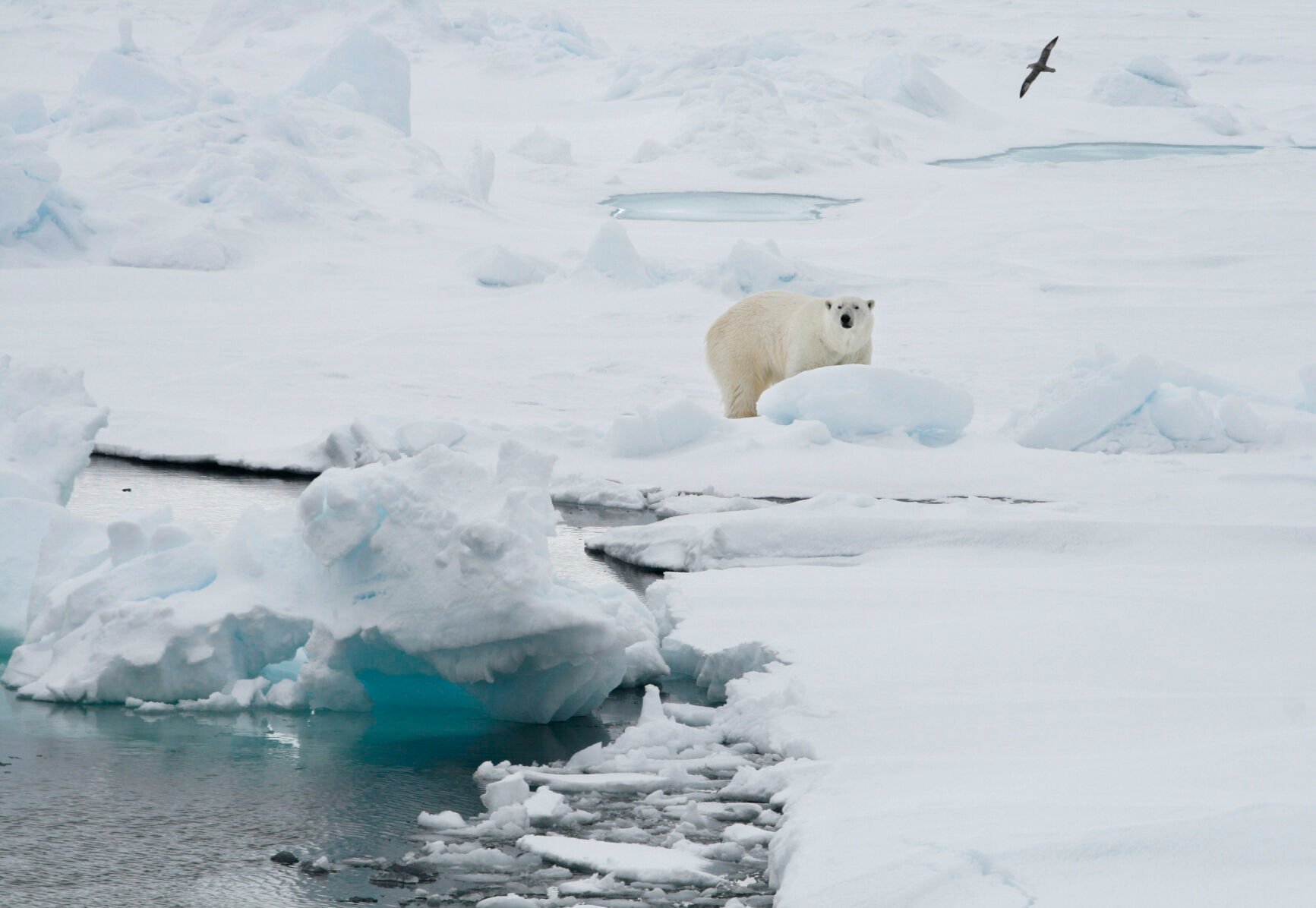<p>A polar bear stands on an ice floe near the Norwegian archipelago of Svalbard on June 13, 2008.</p>