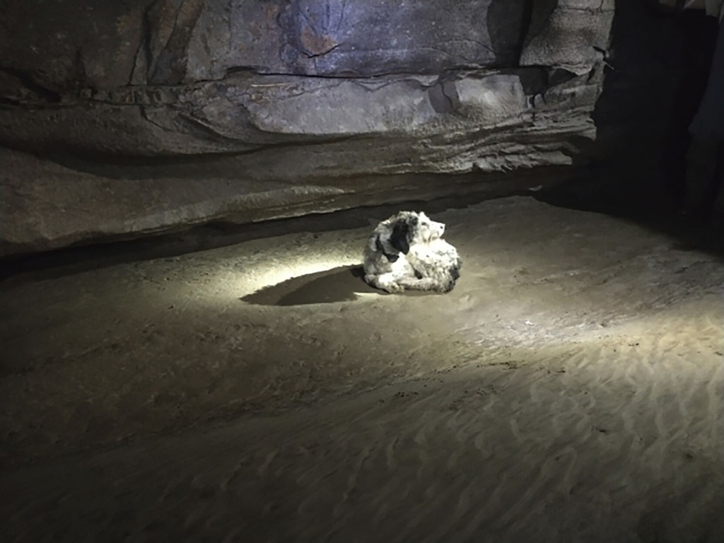 Dog, Missing 2 Months, Found Alive Inside Pitch Dark Missouri Cave