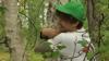 Watch Now: Tree Hugging World Championship Takes Place In Arctic Finland