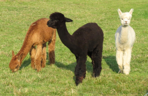 Baby Llama 2