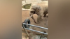 Watch Now: Elephant Returns Child’s Shoe With Trunk At Chinese Zoo