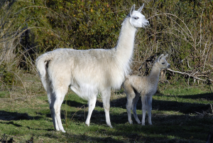 Baby Llama 3