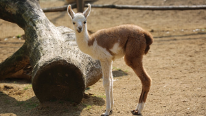 Baby Llama 1