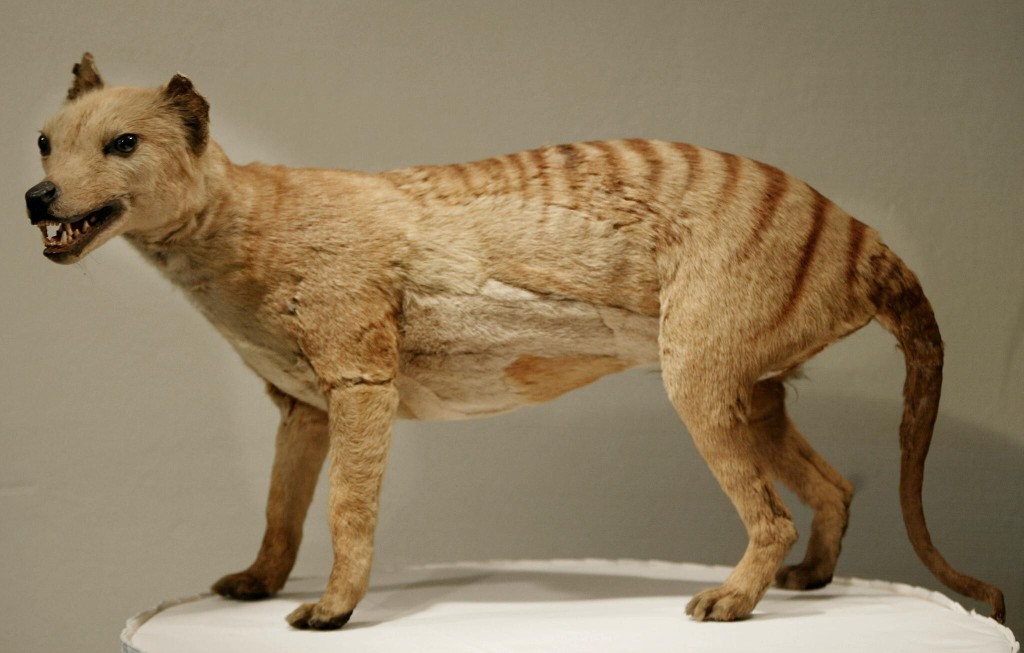 Scientists Want To Resurrect The Extinct Tasmanian Tiger