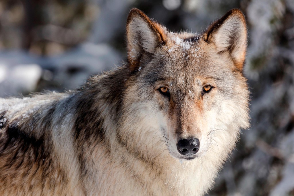 Gray Wolves Should Have Over One Third Of Western Federal Lands, Experts Say