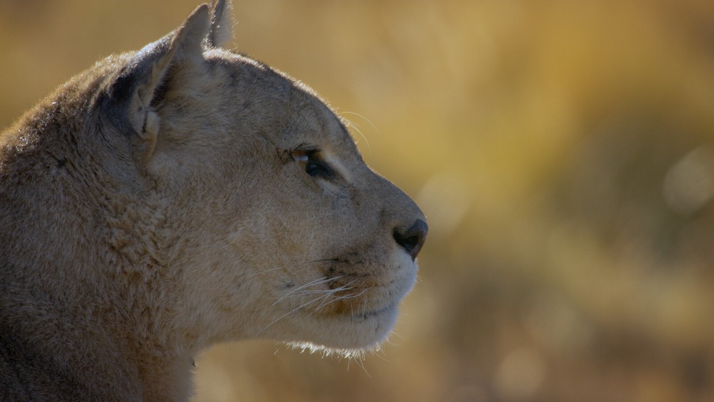 Getting Up Close And Personal With Patagonia’s Pumas