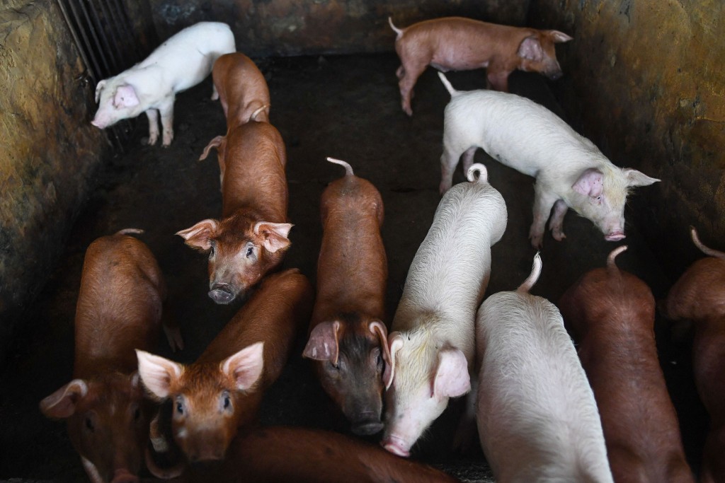How Scientists Have Reanimated Cells From Dead Pigs
