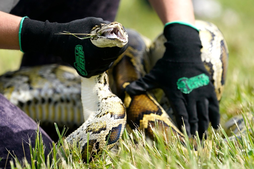 Python Hunt! 800 Compete To Remove Florida’s Invasive Snakes