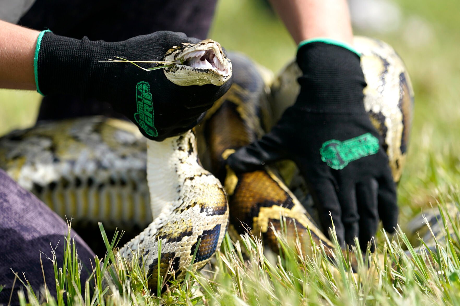 <p>A Burmese python is held during a safe capture demonstration on June 16, 2022, in Miami.</p>