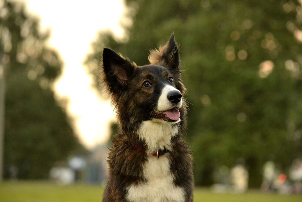 Pet Owners Pinching Pennies? Pandemic Era Splurging Could Be Over