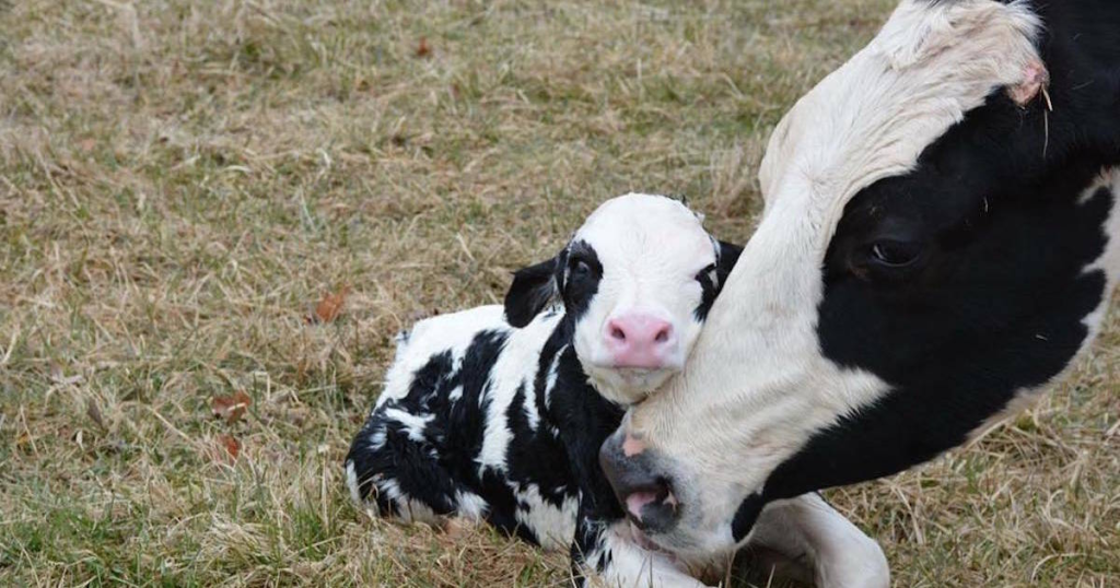 Baby Cow 2