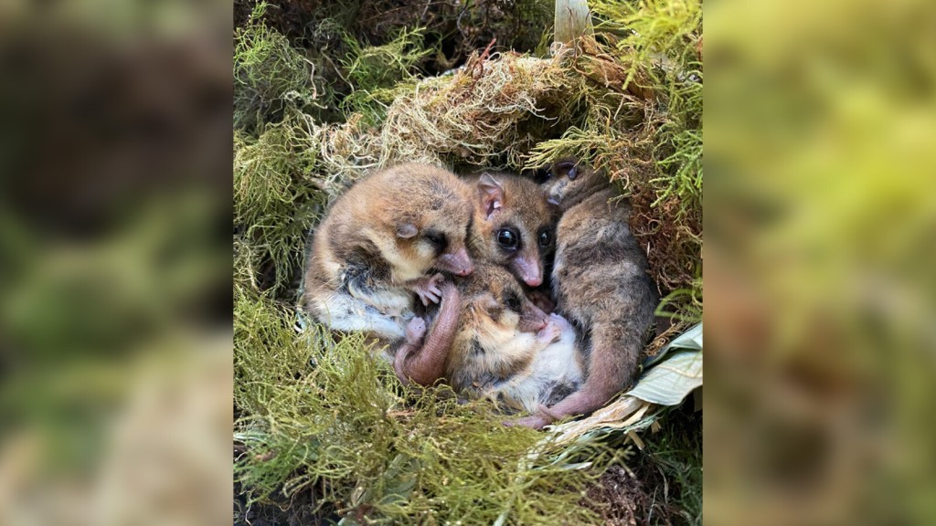 Meet The Tiny Patagonian Monito That Is A ‘living Fossil’ From The Ancient Past
