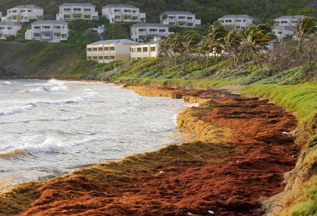 Record Amount Of Seaweed Is Choking Shores In Caribbean