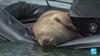 Norway Euthanizes Freya The Walrus That Climbed On To Boats And Piers In Oslo