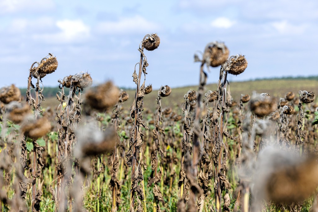 Are Your Plants Dying In Drought? You Might Need To Pour Them A Martini
