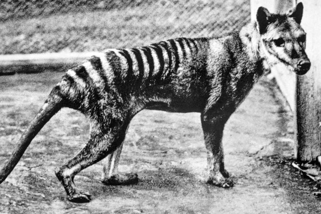 Tasmanian Tiger Could Be Resurrected From Extinction With Ancient Dna
