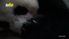 Watch Now: Newborn Baby Panda Breaks World Weight Record At Chinese Breeding Facility