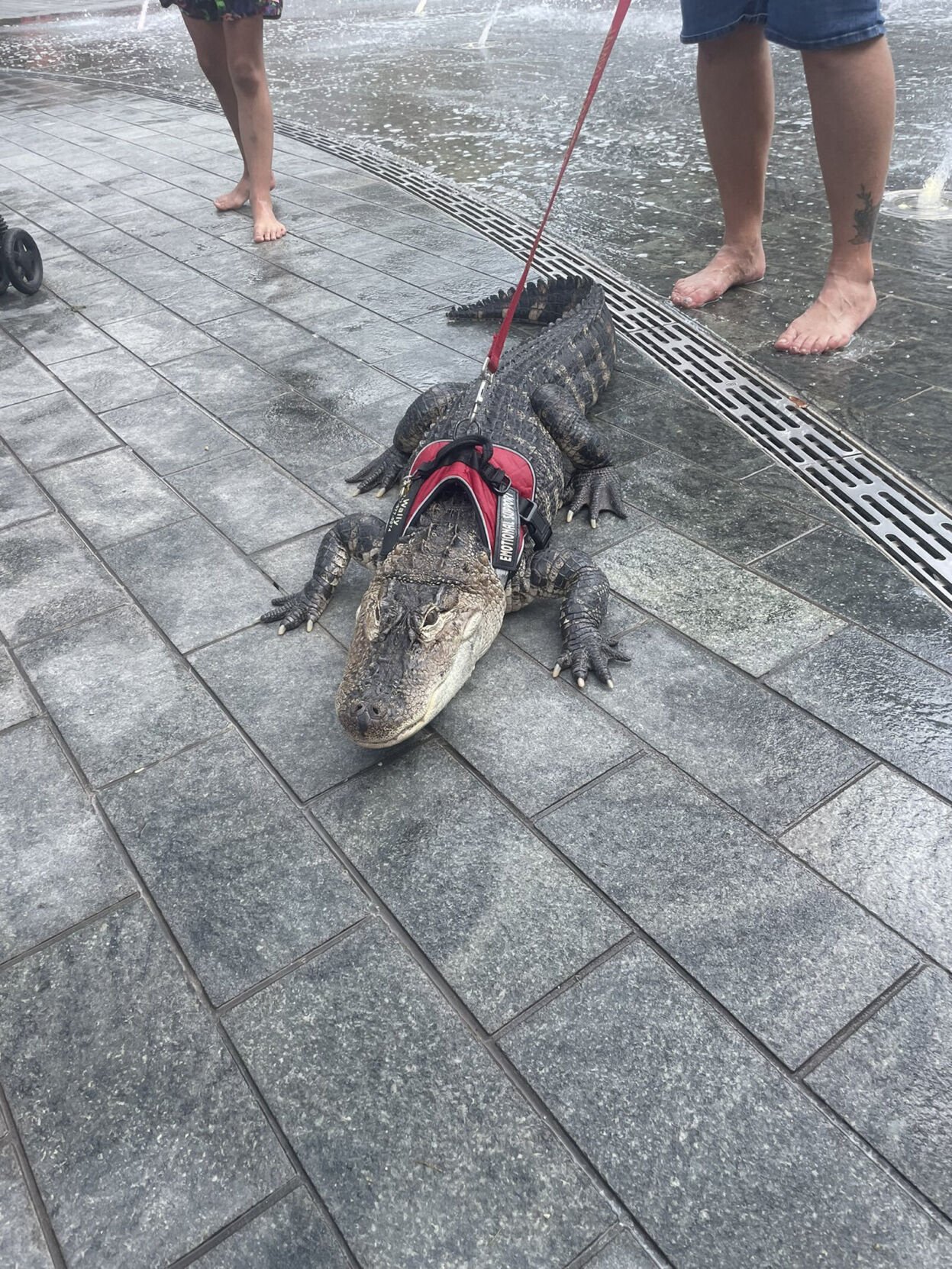 <p>Bystanders had an up-close and personal encounter with an alligator in Philadelphia's Love Park. But the reptile isn't a wild beast: It's the emotional support animal of a Philadelphia man who runs several social media accounts documenting his loving relationship with Wally the alligator.</p>