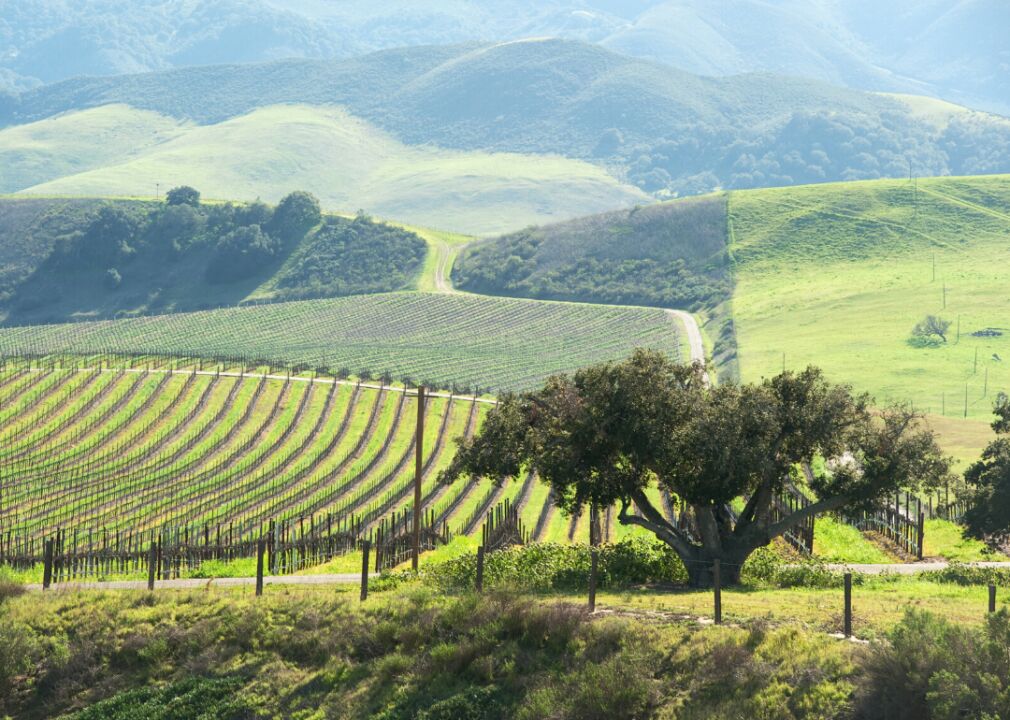 10 Emerging Wine Regions Across America