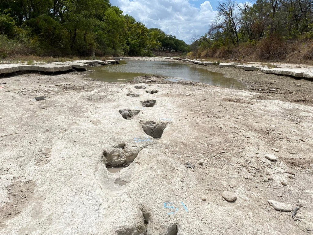 Dinosaur Tracks From 113 Million Years Ago Emerge In Texas Due To Severe Drought
