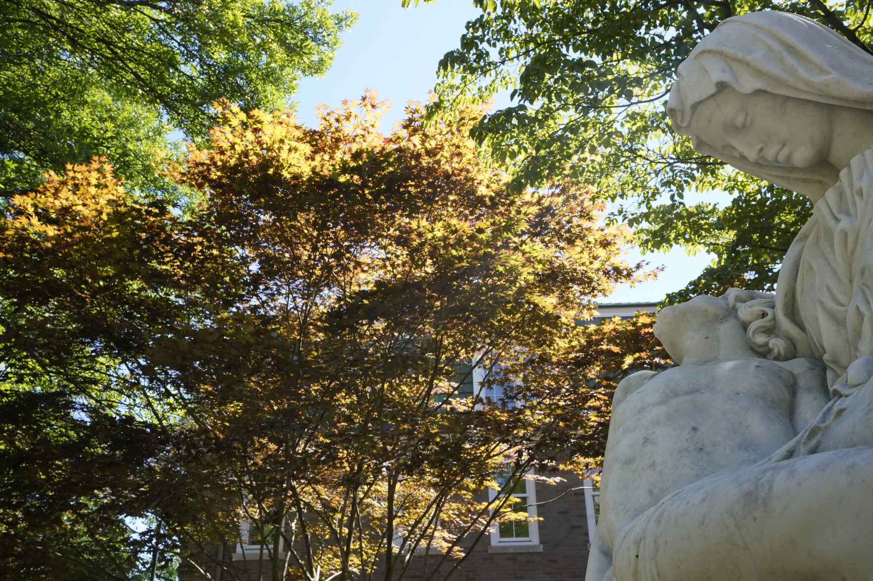 <p>A tree with yellow and brown leaves, center, stands near a statue Thursday, Sept. 8, 2022, in Concord, Mass. This summer's drought is expected to cause a patchy array of fall color in the leaf-peeping haven of New England. Experts predict that it will be more spread out this year with some trees changing earlier or even browning and dropping leaves because of the drought. (AP Photo/Steven Senne)</p>