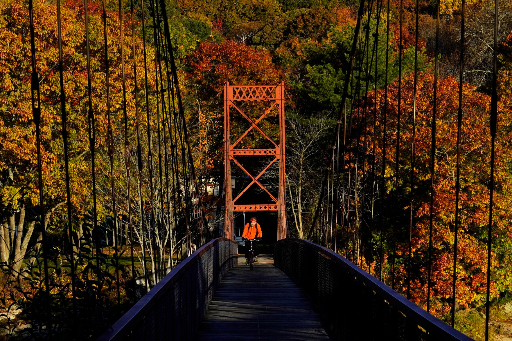 <p>FILE - Fall foliage provides a colorful backdrop as a bicyclist rides across the Swinging Bridge spanning the Androscoggin River, Oct. 29, 2021, in Brunswick, Maine. The 2022 summer drought is expected to cause a patchy array of fall color in the leaf-peeping haven of New England. Experts predict that it will be more spread out this year with some trees changing earlier or even browning and dropping leaves because of the drought. (AP Photo/Robert F. Bukaty, File)</p>