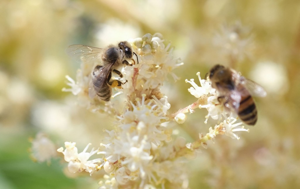 Bees Can Be Classified As ‘fish’ In California Conservation Law, Court Says