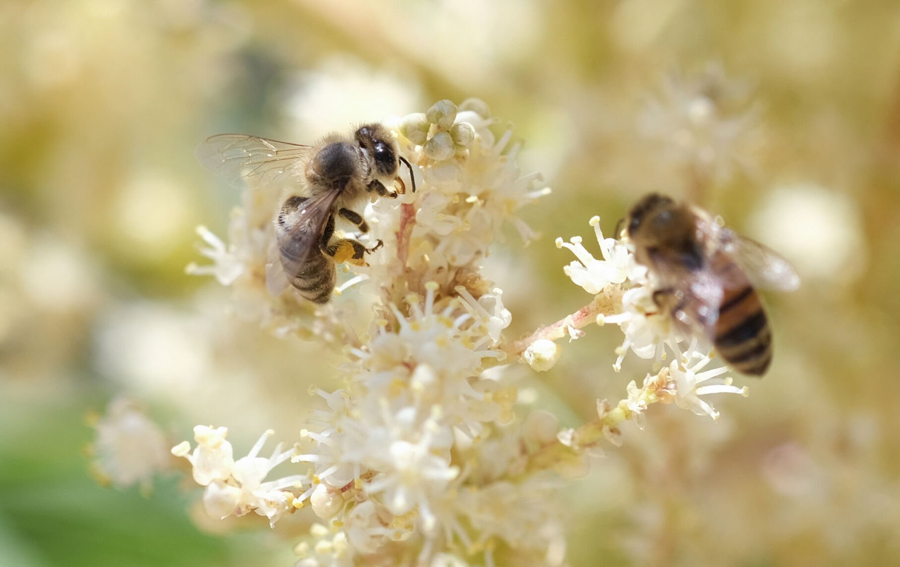 <p>Bees gather pollen from a palm flower in Los Angeles on June 28, 2022.</p>