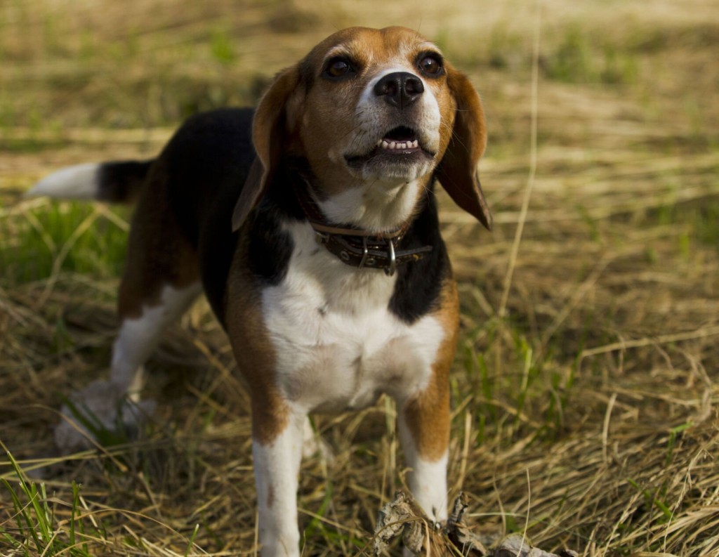 Dogs Can Smell When Humans Are Stressed, Study Says