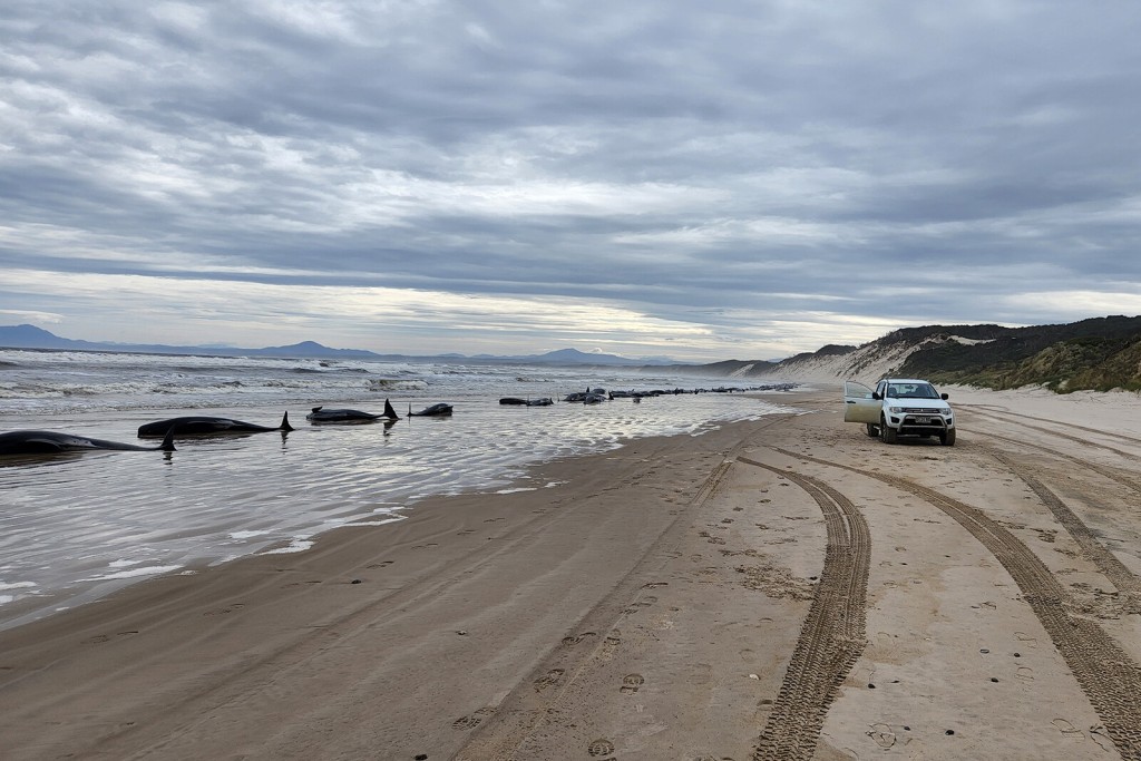 Hundreds Of Whales Stranded On Australian Shore