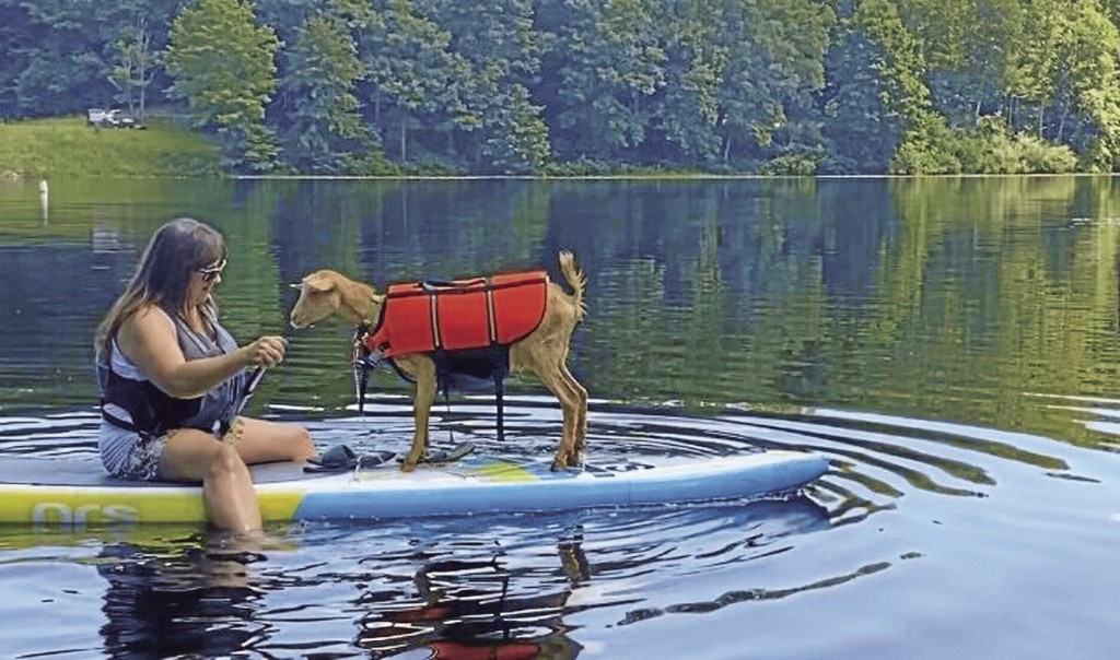 Meet Maggie, The Paddleboarding Goat