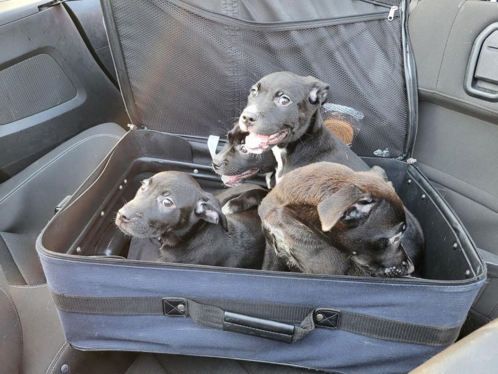 Puppies Rescued, Found Zipped Inside Suitcase In North Carolina