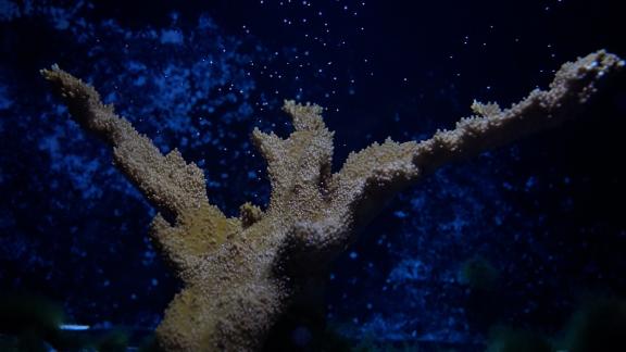 Cave Discovery Shakes Up Our Understanding Of The Stone Age