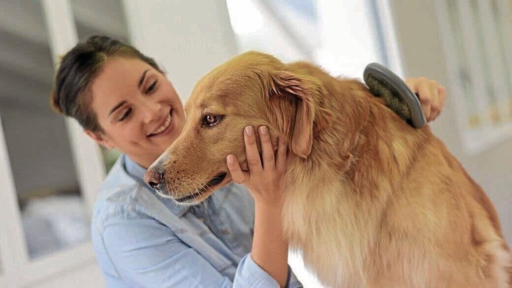 <p>The best way to apply a waterless dog shampoo is to wipe your dog off as much as possible, apply the shampoo, let it sit, then brush and wipe your dog clean.</p>