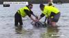 Watch Now: Rescuers Save Stranded Whales In Australia