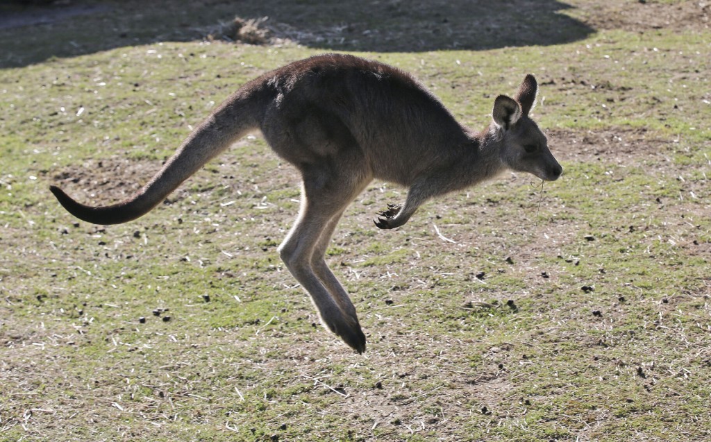 Australian Man Killed By Kangaroo In Rare Fatal Attack