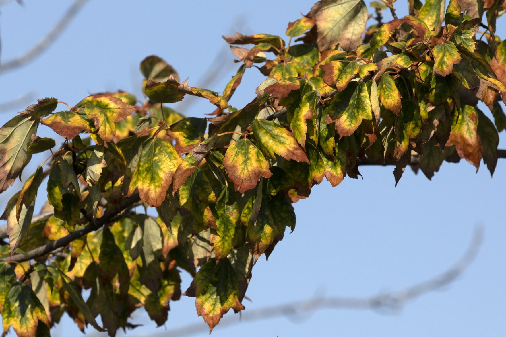<p>The leaves on a tree stressed by drought turn brown, Friday, Sept. 9, 2022, in Boston. This summer's drought is expected to cause a patchy array of fall color in the leaf-peeping haven of New England. Experts predict that it will be more spread out this year with some trees changing earlier or even browning and dropping leaves because of the drought. (AP Photo/Michael Dwyer)</p>