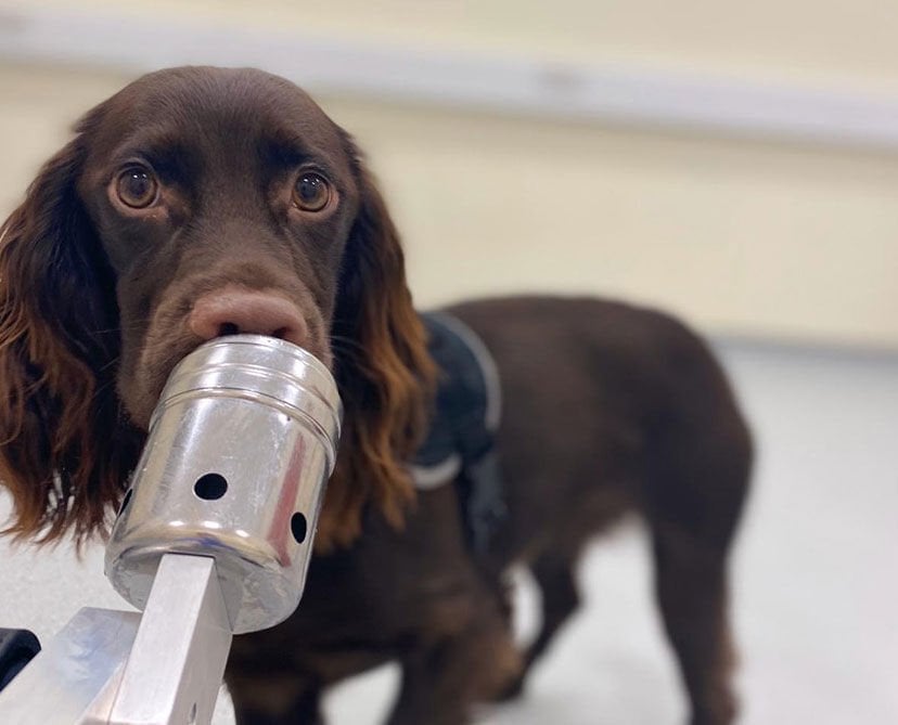 <p>Twenty dogs were initially screened to find a stress sample among two blanks before the researchers added in a pre-stress sample.</p>