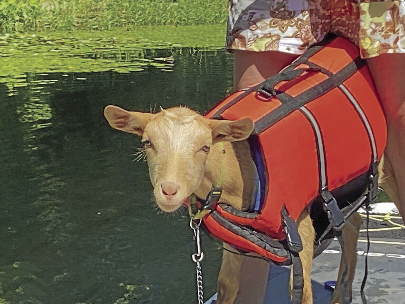 <p>Maggie, the paddleboarding goat, in her life vest. Her owner, Nicole Linkfield, found a dog-sized life vest that fits Maggie perfectly.</p>