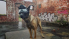 Watch Now: British Police Dogs Get State Of The Art Headcams