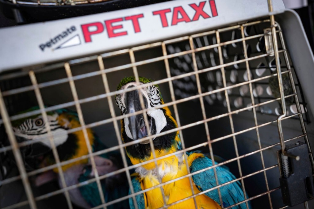 Rescuers Flock Together To Save 275 Parrots Stranded By Ian