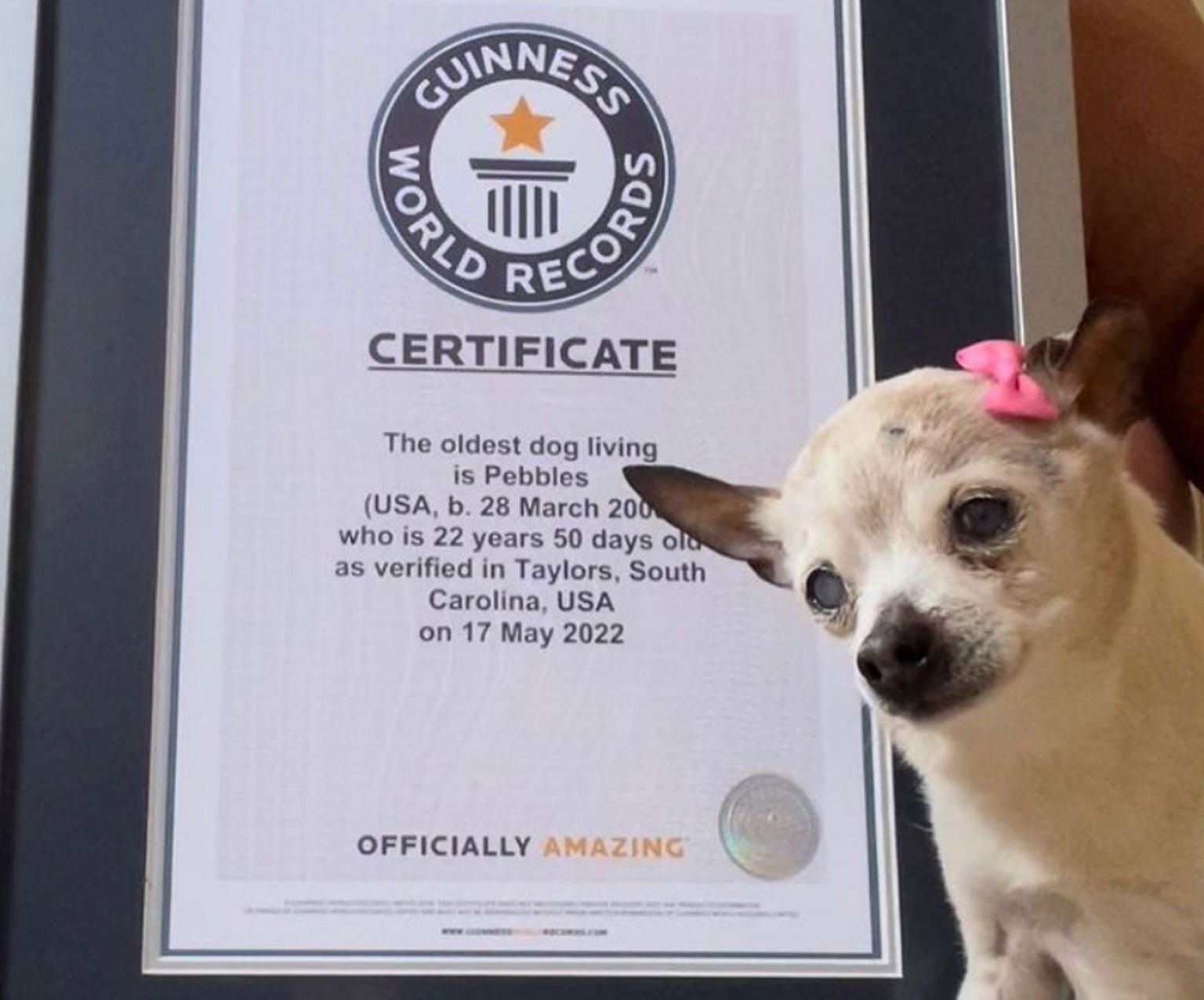 <p>Pebbles was recognized as the world's oldest living dog earlier this year.</p>