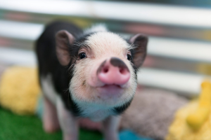 Baby Pig2