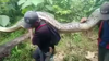Missing Woman, 54, Found In Stomach Of 22 Foot Python, Indonesian Officials Say