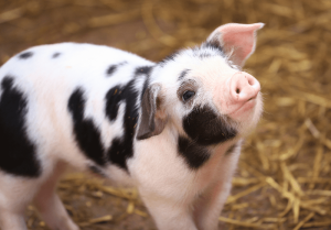 Baby Pig4