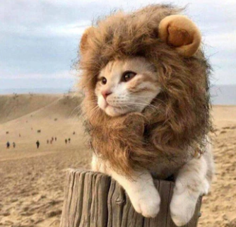 <p dir="ltr">(Courtesy of All Pet Things)</p>