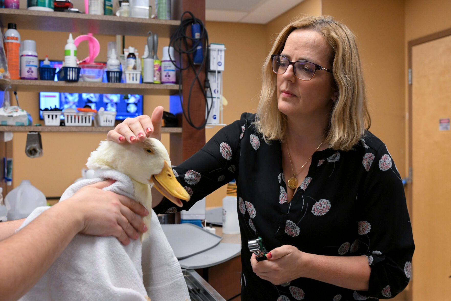 <p>Dr. Alexandra Kintz Konegger, of K. Vet Animal Care, examines a rescued Pekin duck with an infected eye at her veterinary clinic in Greensburg, Pa.</p>