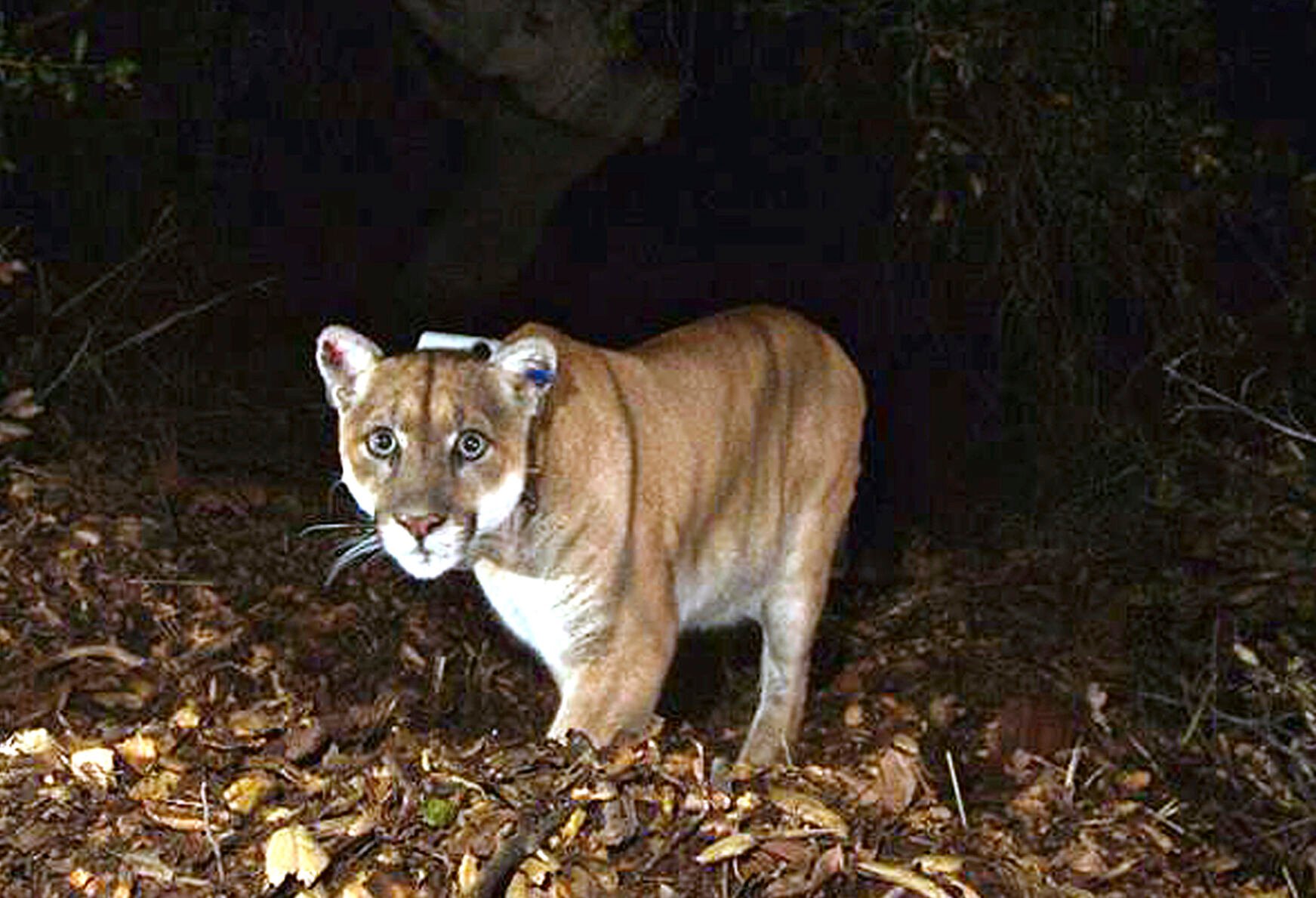 <p>This file photo provided by the U.S. National Park Service shows a mountain lion in California.</p>