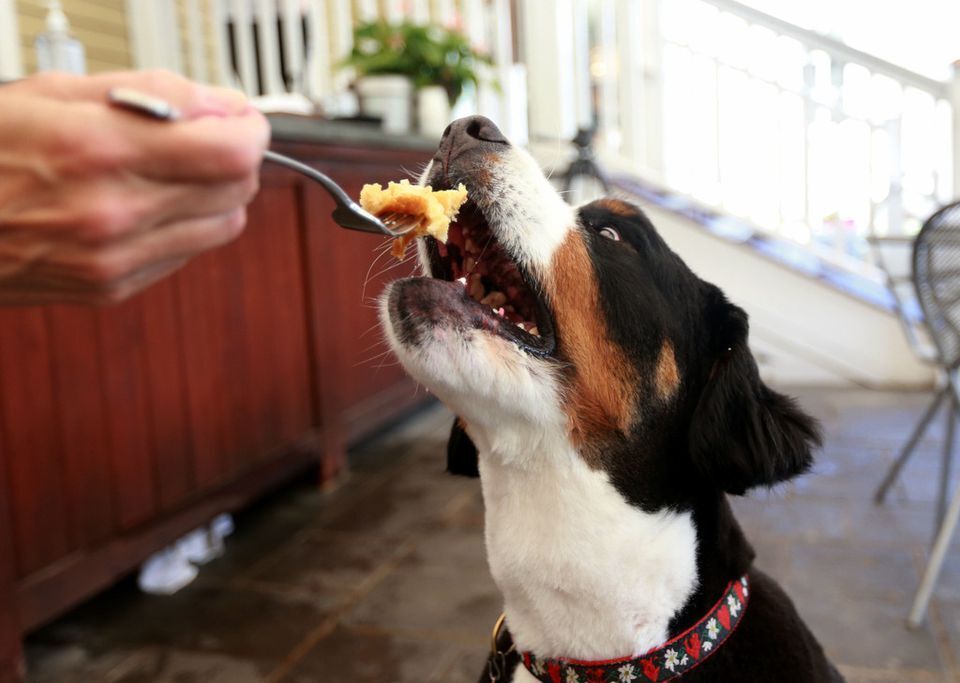 Haute (dog) Cuisine: San Francisco Restaurant Offers $75 Tasting Menu For Canines